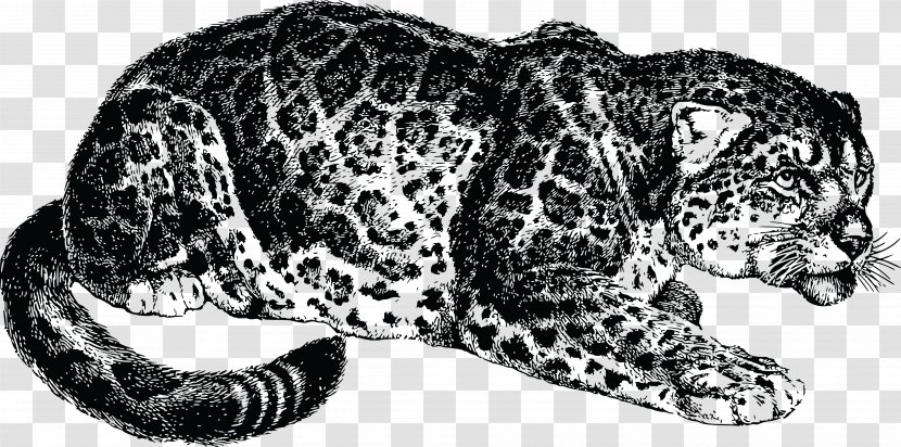 Jaguar Felidae Leopard Ocelot Tiger - Terrestrial Animal Transparent PNG