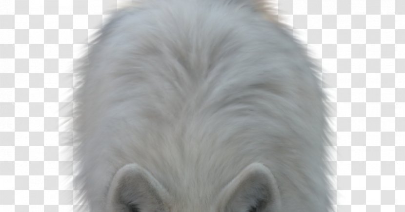 Close-up Blog Snout Animal - To The Extreme Transparent PNG