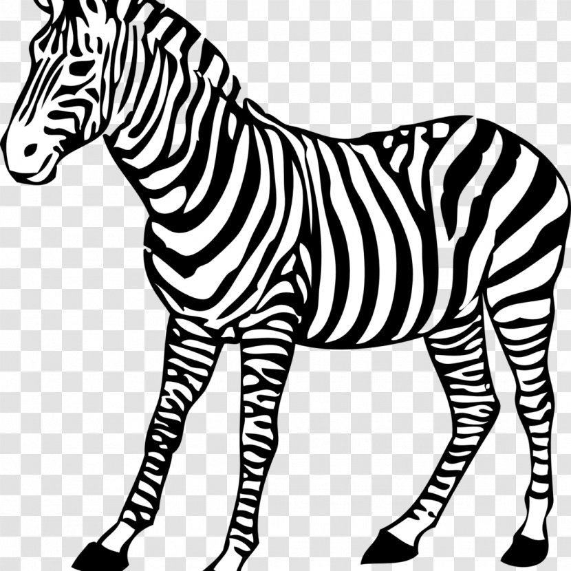 Coloring Book Colouring Pages Baby Zebra Drawing - Black And White Transparent PNG