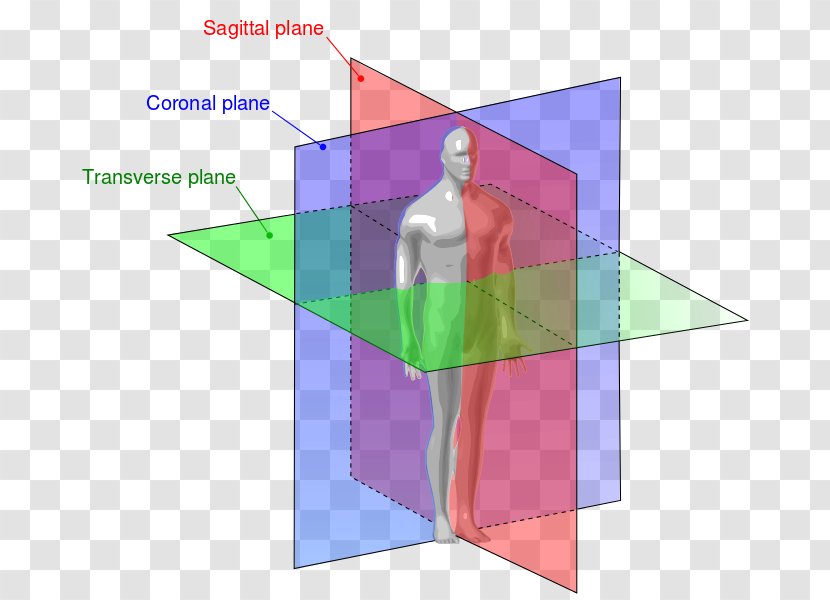 Anatomical Plane Transverse Anatomy Sagittal Coronal - Terminology Transparent PNG
