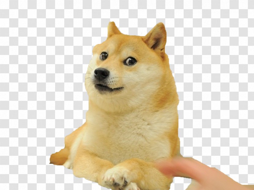 Shiba Inu 0 Dogecoin World Of Warcraft - Flower - Hot Dog Transparent PNG