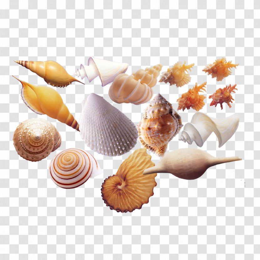 Seafood Sea Snail Shellfish Seashell - Pixel - Conch Transparent PNG