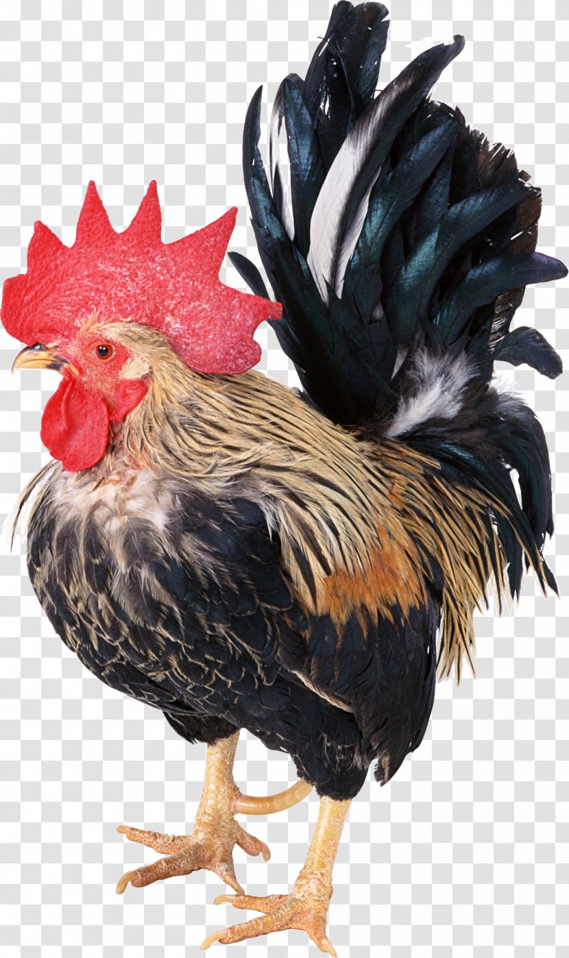 Dong Tao Chicken Duck Rooster Poultry - Feather - Cock Transparent PNG