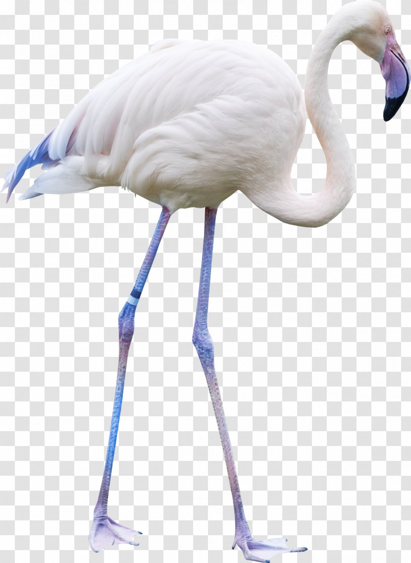 Bird - Feather - White Crane Transparent PNG