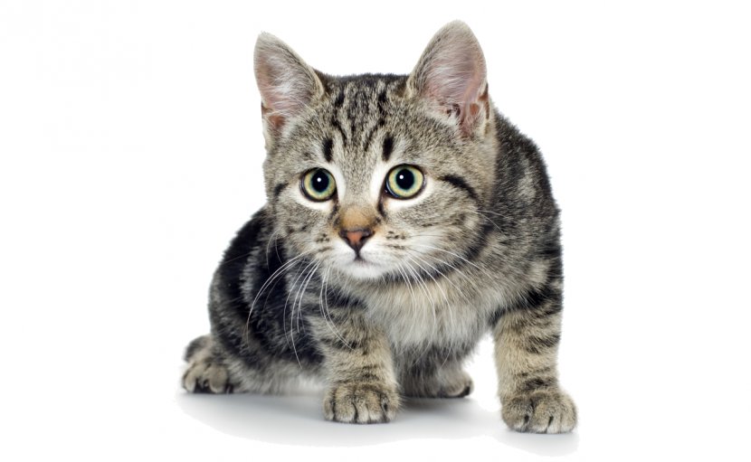 Kitten Cat Dog Puppy Mouse - Fauna Transparent PNG