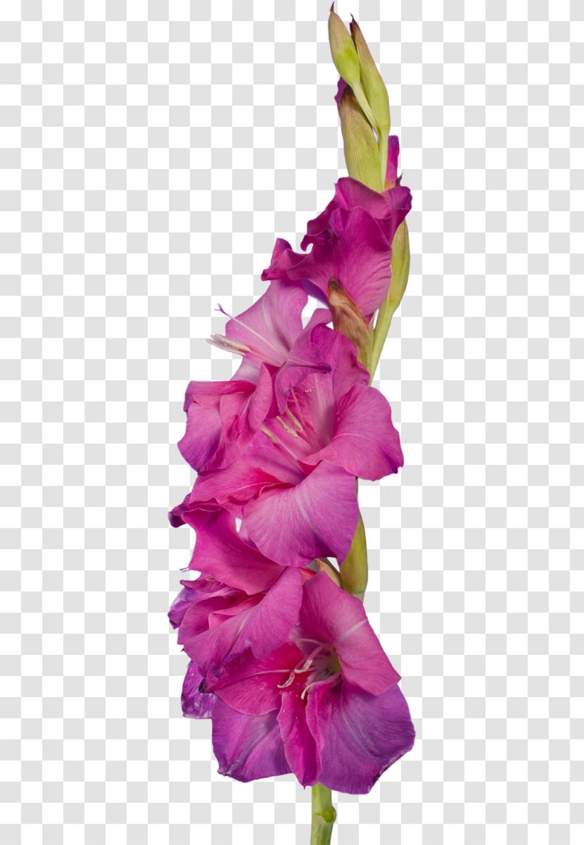 Gladiolus Cut Flowers Plant Stem Clip Art - Petal Transparent PNG