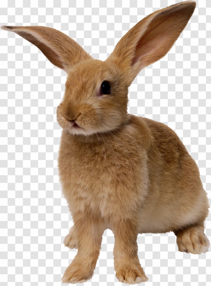 Easter Bunny Hare Rabbit - Fur - Yellow Transparent PNG