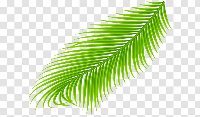 Arecaceae Leaf Palm Branch Clip Art - Green Transparent PNG
