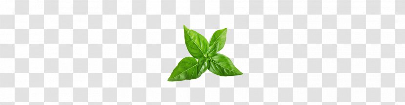 Leaf Plant Stem - Basil Transparent PNG