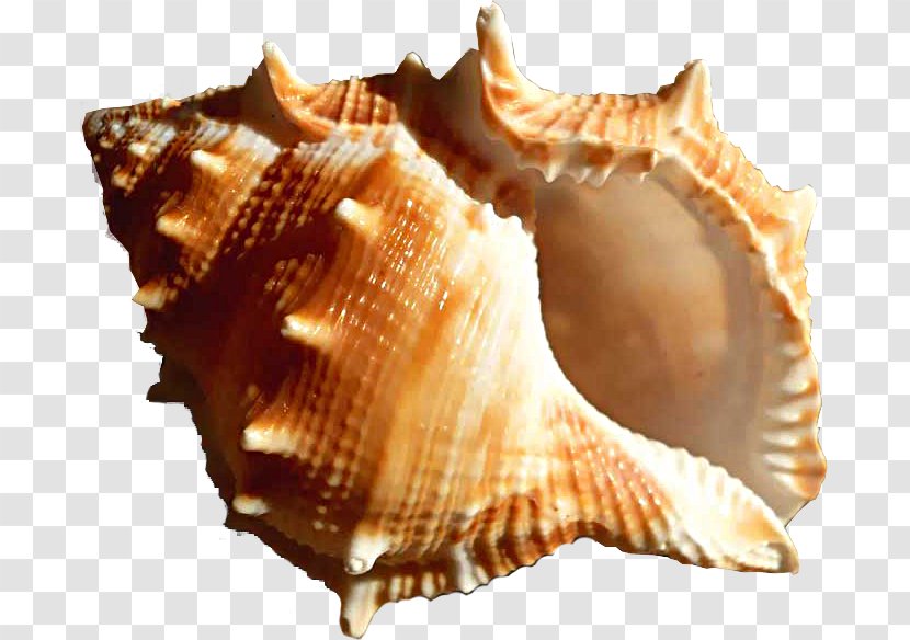 Conch Hotel Seashell Cockle - Bukovel Transparent PNG