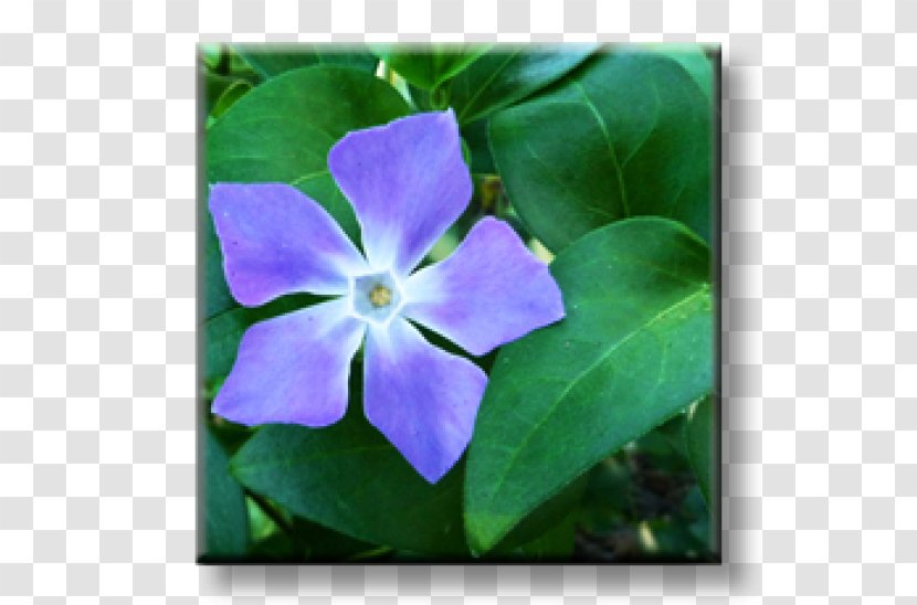 Greater Periwinkle Myrtle Perennial Plant Madagascar - Wildflower Transparent PNG
