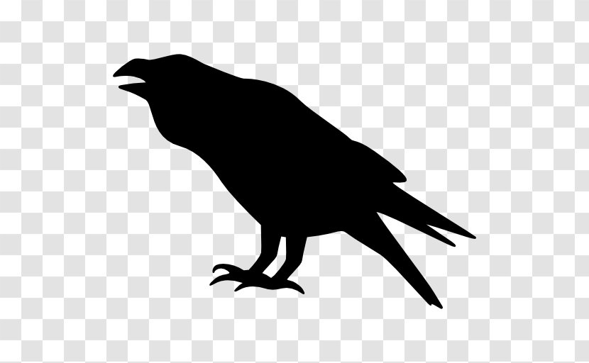 Bird Crow Drawing - Tail - Raven Vector Transparent PNG