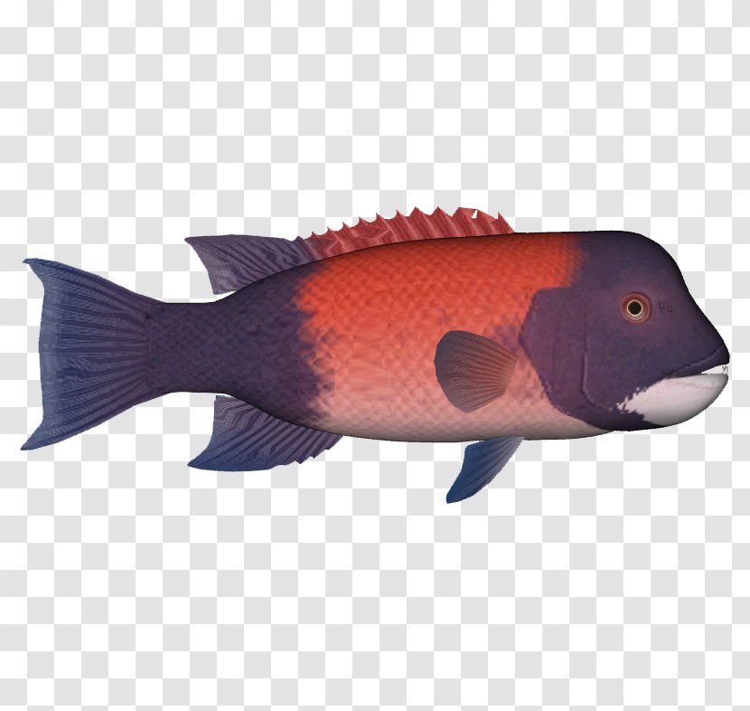 California Sheephead Northern Red Snapper Corbina Kelp Forest Fish Pack - Wikipedia Transparent PNG