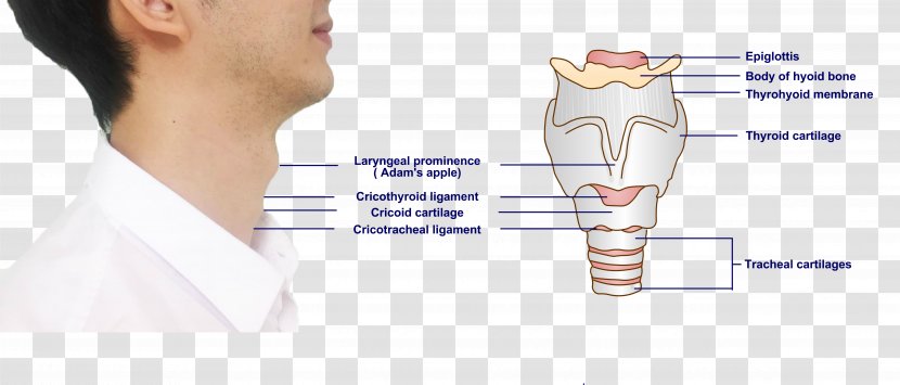 Mouth Cricoid Cartilage Hyoid Bone Larynx - Frame - Submandibular Gland Transparent PNG