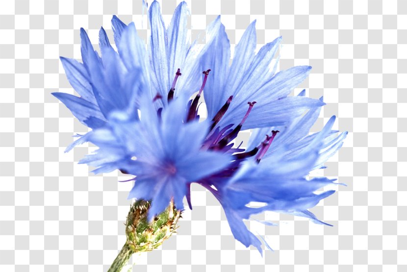 Cornflower Blue Watercolor Painting Watercolour Flowers - Art Transparent PNG