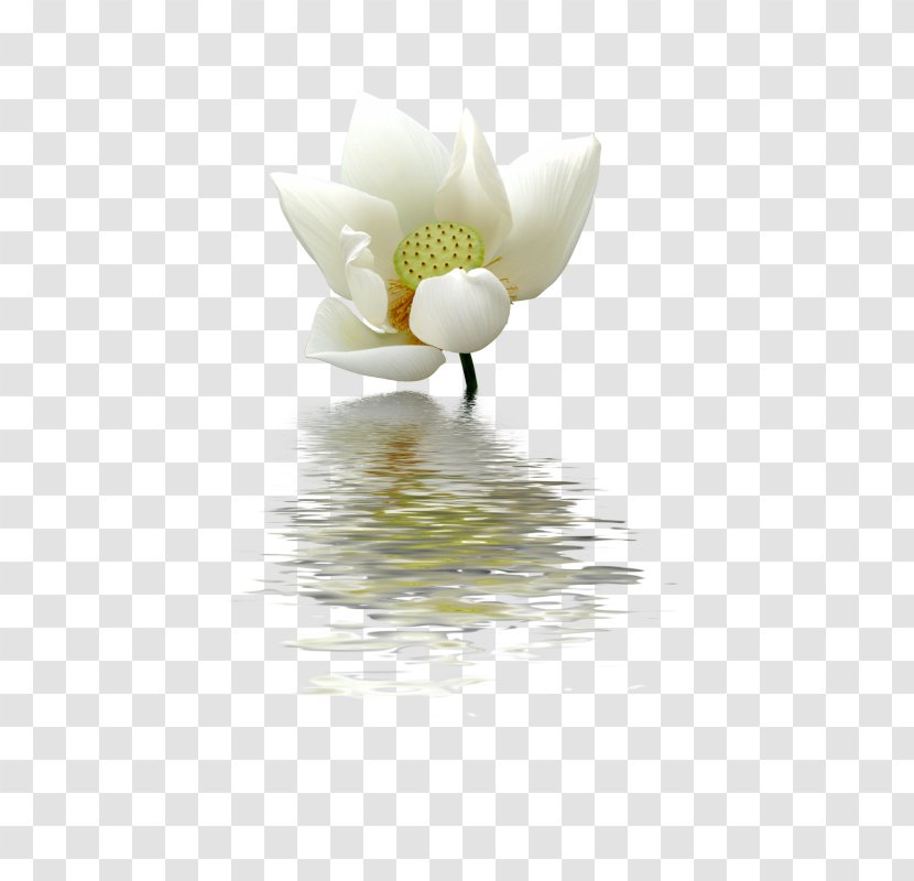 Nelumbo Nucifera White Pygmy Water-lily Green - Petal - Background Chinese Wind Transparent PNG