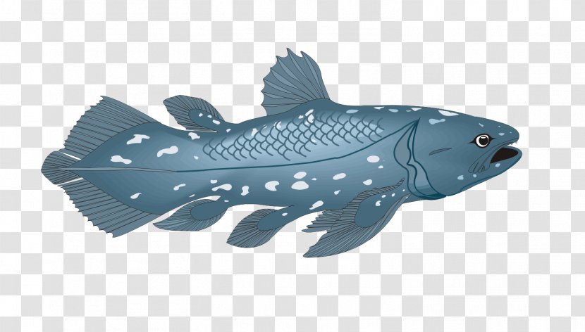 Actinistia Fringe-finned Fish Coelacanth Actinopterygii - Creative Transparent PNG