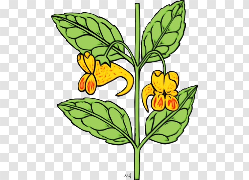 Flower Clip Art Plant Leaf Flowering - Wet Ink - Cowslip Yellow Transparent PNG