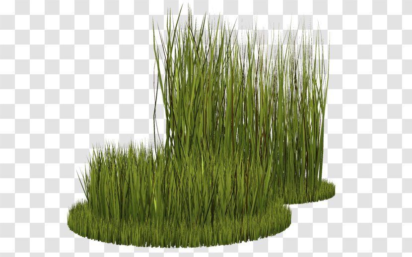 Grasses Herbaceous Plant Perennial Ryegrass Lawn - Wheatgrass - Grass Transparent PNG