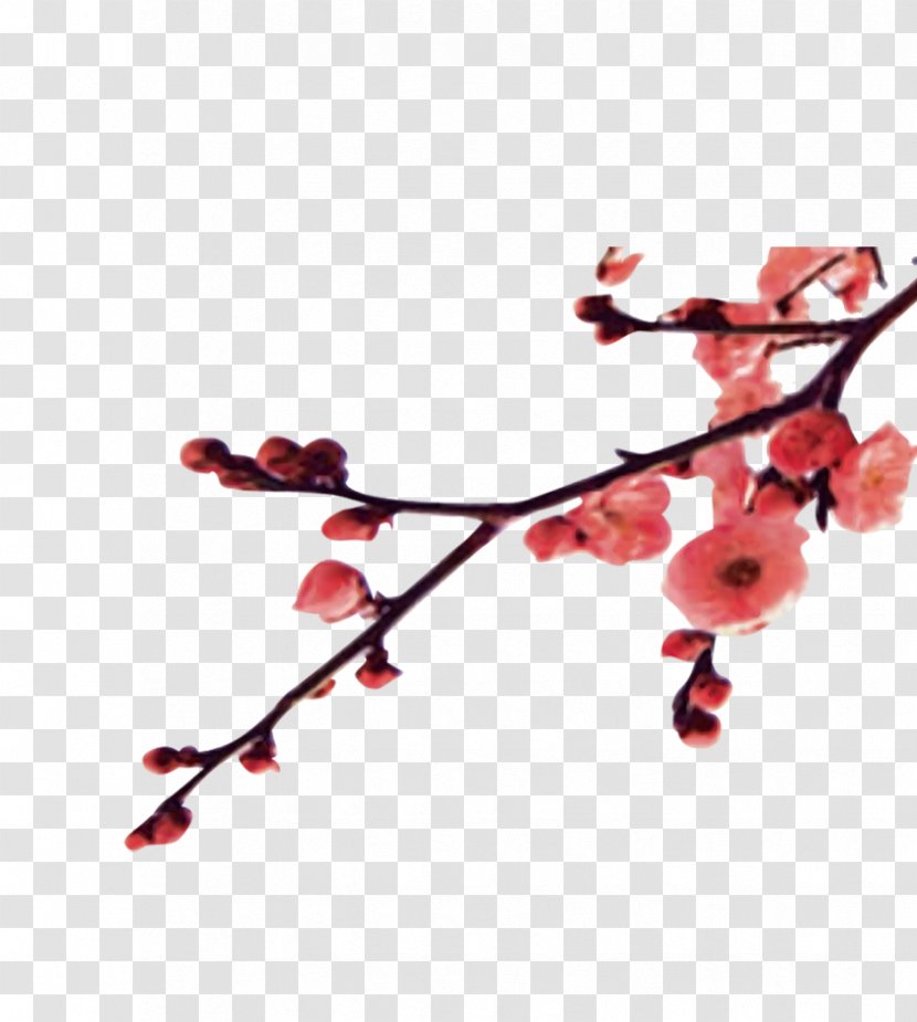 Plum Blossom Winter Apricot - An Transparent PNG