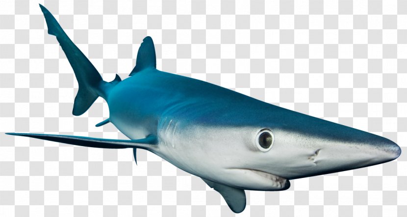 Requiem Shark Lamniformes Squaliformes Offshore Adventures Great White - Electric Blue - Sharks Transparent PNG