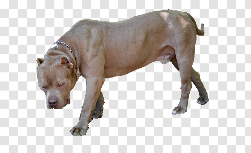 American Pit Bull Terrier Olde English Bulldogge Dog Breed - Bulls Parolees Transparent PNG