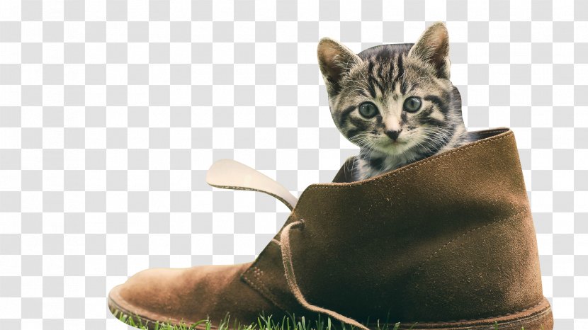 Kitten Cat Puppy Shoe Wallpaper - Zedge - Naughty Transparent PNG