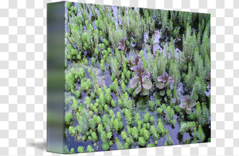 English Lavender Lilac Purple Vegetation Shrub - Aquatic Plants Transparent PNG