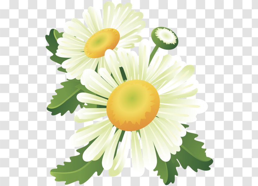 Flower Web Banner Clip Art - Daisy Transparent PNG