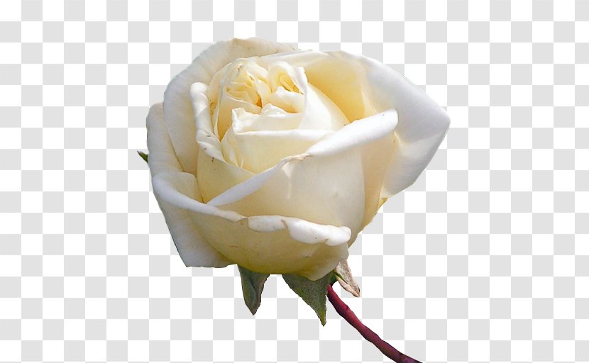 Tea Centifolia Roses Garden Plant Rosaceae - Silhouette - White Rose Transparent PNG