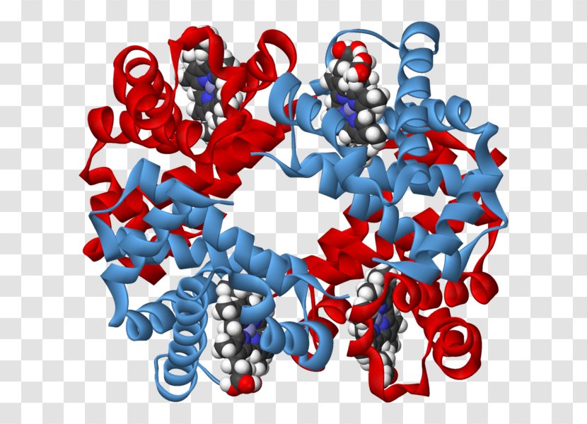 Biochemistry Carbohydrate Polysaccharide Protein Lipid - Biology - Beta Ribbon Transparent PNG