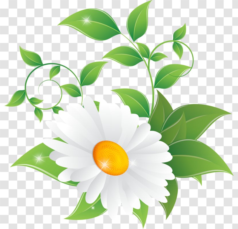 Common Daisy Chamomile Flower Clip Art Transparent PNG