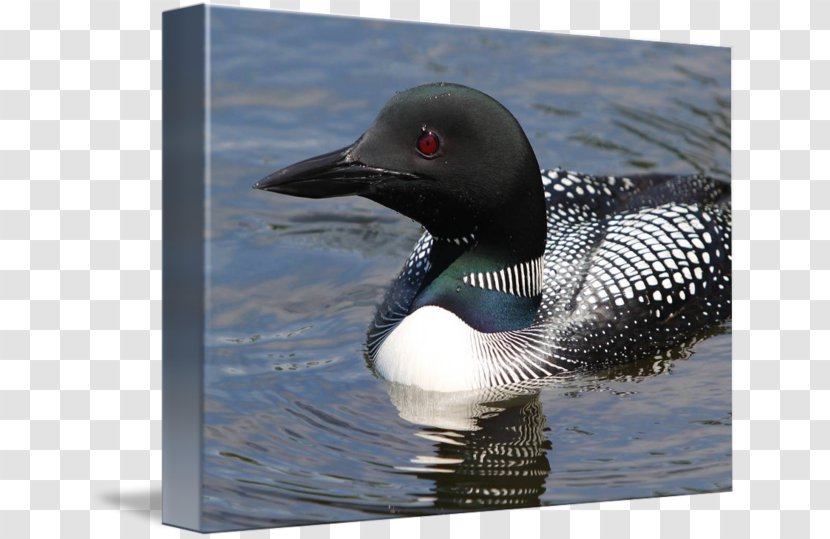 Seaducks Fauna Beak - Duck Transparent PNG