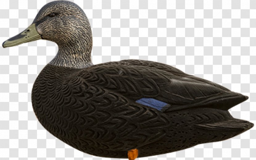 Mallard American Black Duck Decoy - Ugly Duckling Transparent PNG