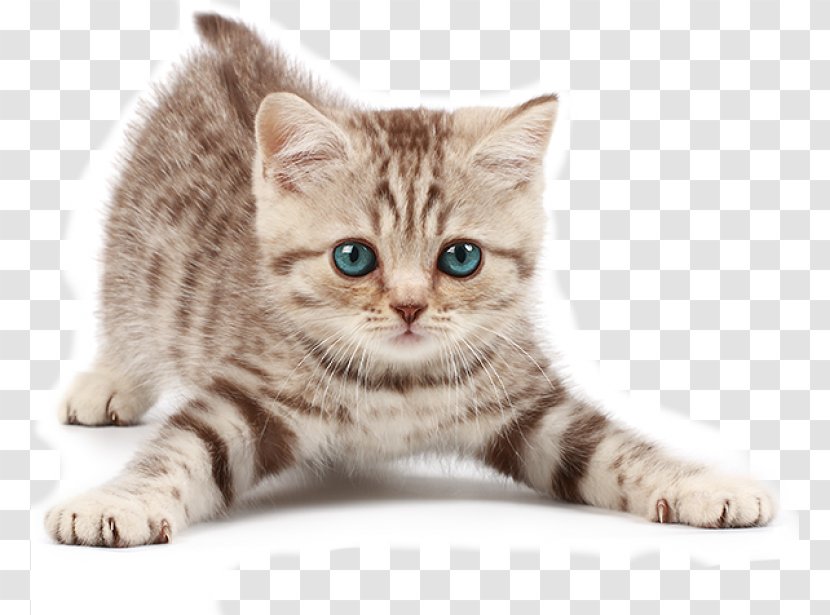 American Bobtail Kitten Munchkin Cat Dog Siamese - Puppy Transparent PNG