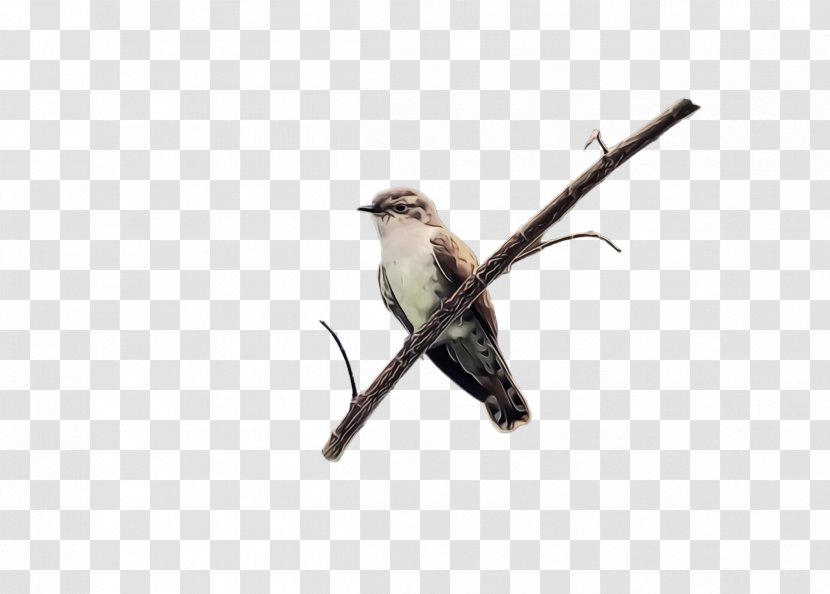 Bird Beak Twig Branch Finch - Wren Sparrow Transparent PNG
