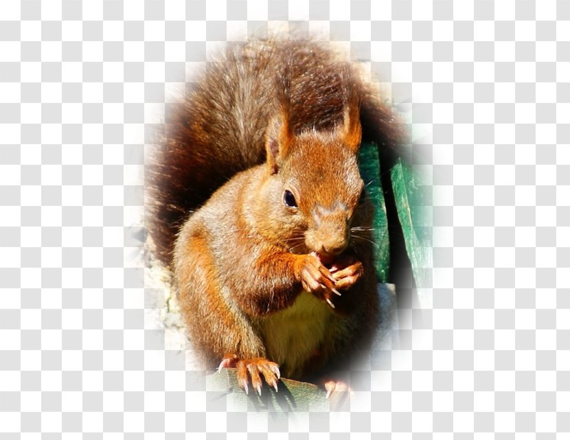 Fox Squirrel Whiskers Fur Snout - Pas De Deux Transparent PNG