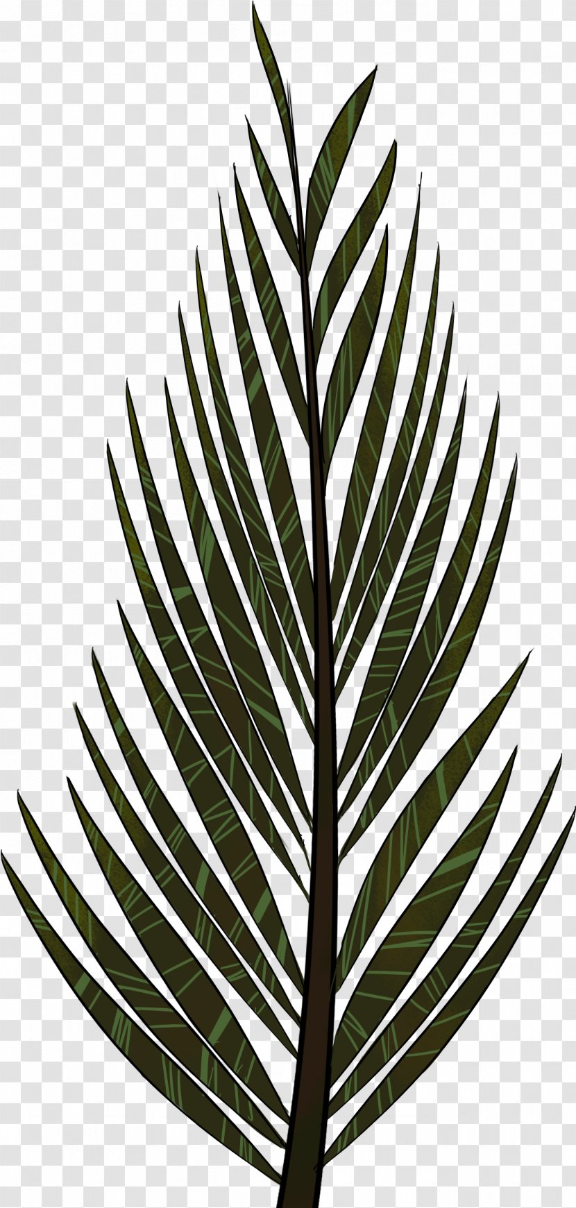 Leaf Plant Tree Line Flower - Arecales Grass Transparent PNG