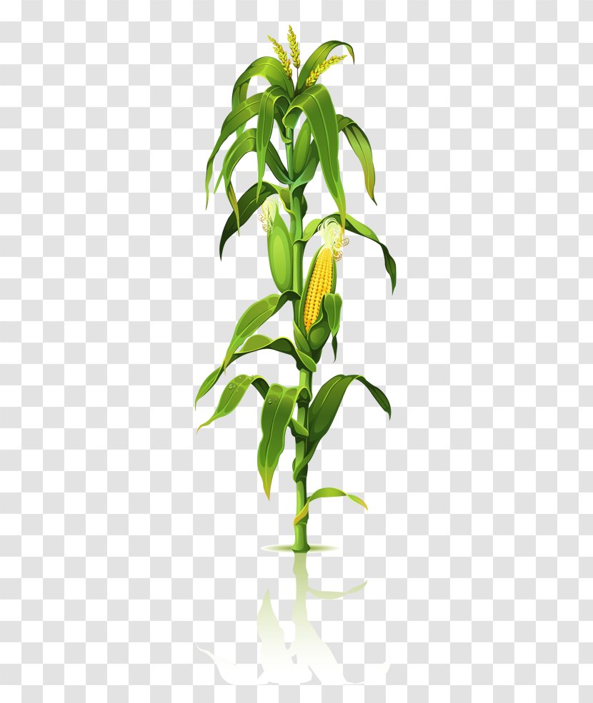 Corn On The Cob Clip Art Maize Plant Stem Drawing - Flower - Tree Transparent PNG
