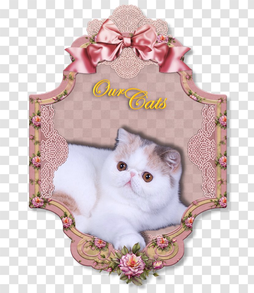 Exotic Shorthair Picture Frames Paper Decoupage Photography - Frame Transparent PNG