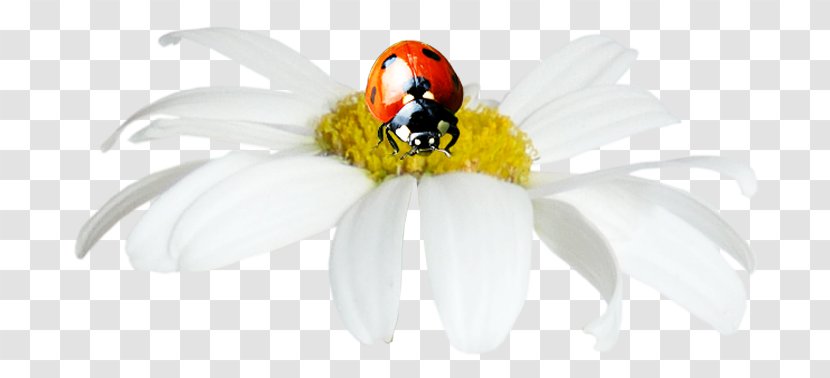 Ladybird Insect Painting Pollinator DenizBank - Ladybug Transparent PNG