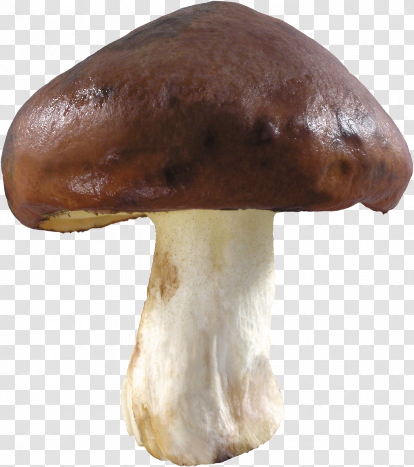 Edible Mushroom Image Resolution - Psilocybin - Mushrooms Transparent PNG