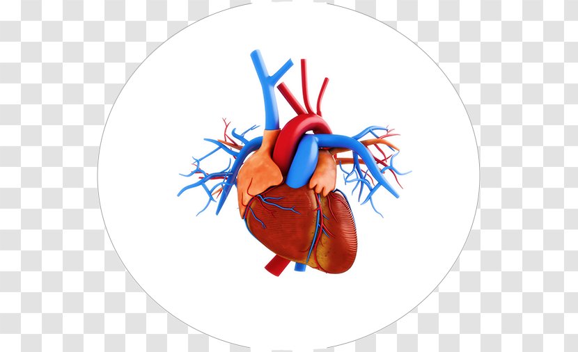 Stock Photography Heart Anatomy - Watercolor Transparent PNG