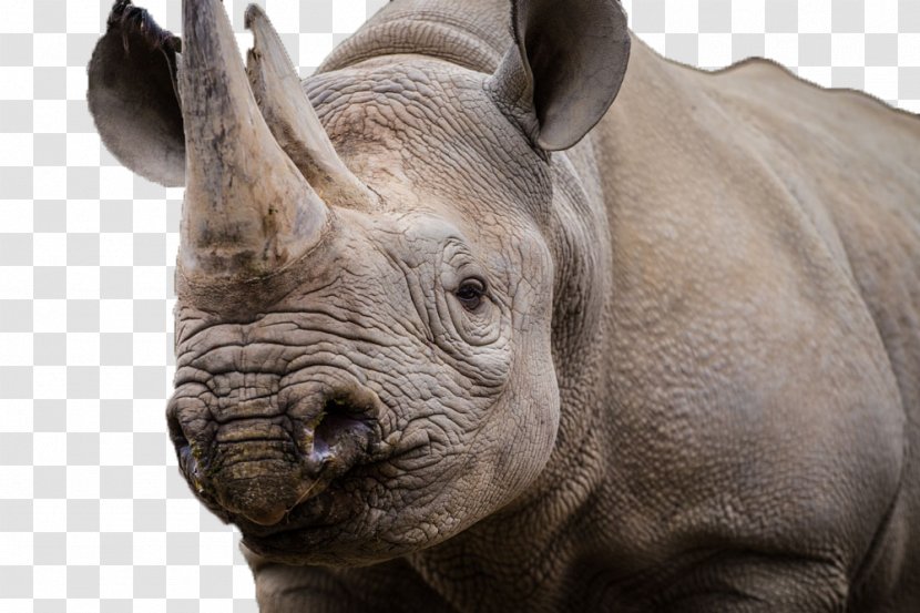 Kruger National Park Black Rhinoceros White African Rhino - Wild Transparent PNG
