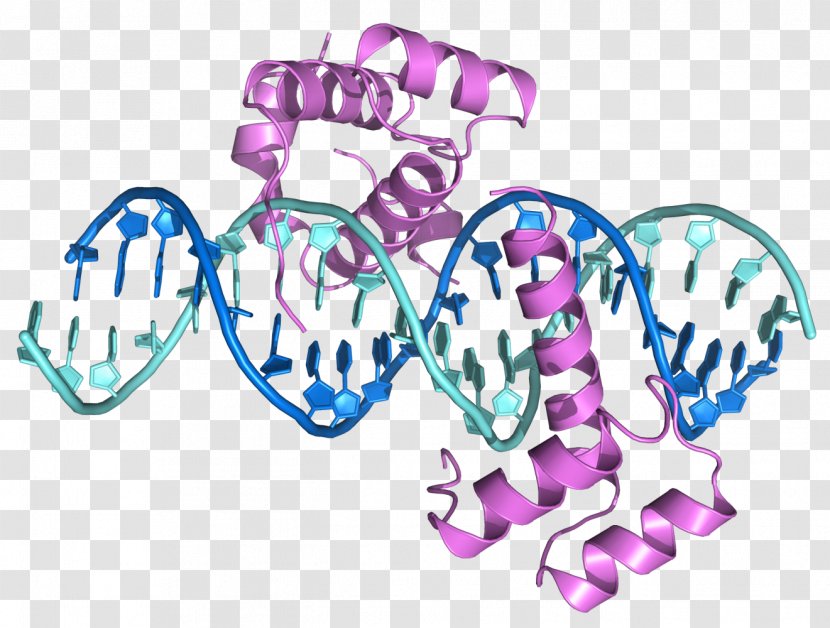 ENCODE DNA Bioinformatics Mutation Chromosomal Inversion - Cartoon Transparent PNG