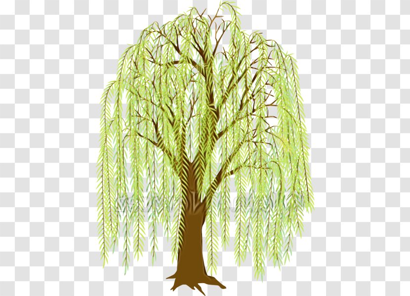 Tree Plant Woody Leaf Grass - Paint - Vascular Branch Transparent PNG