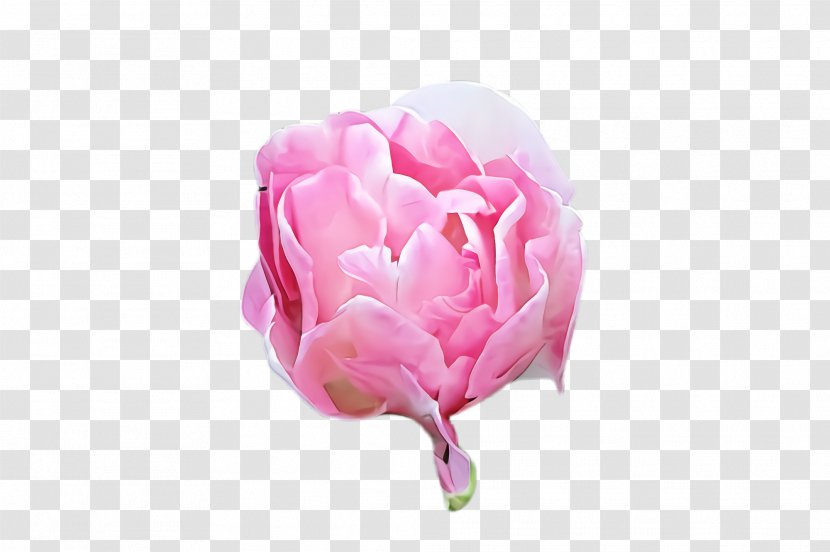 Garden Roses - Flower - Cut Flowers Transparent PNG