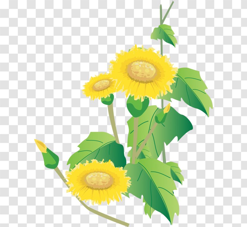 Common Sunflower Cut Flowers - Flower Transparent PNG