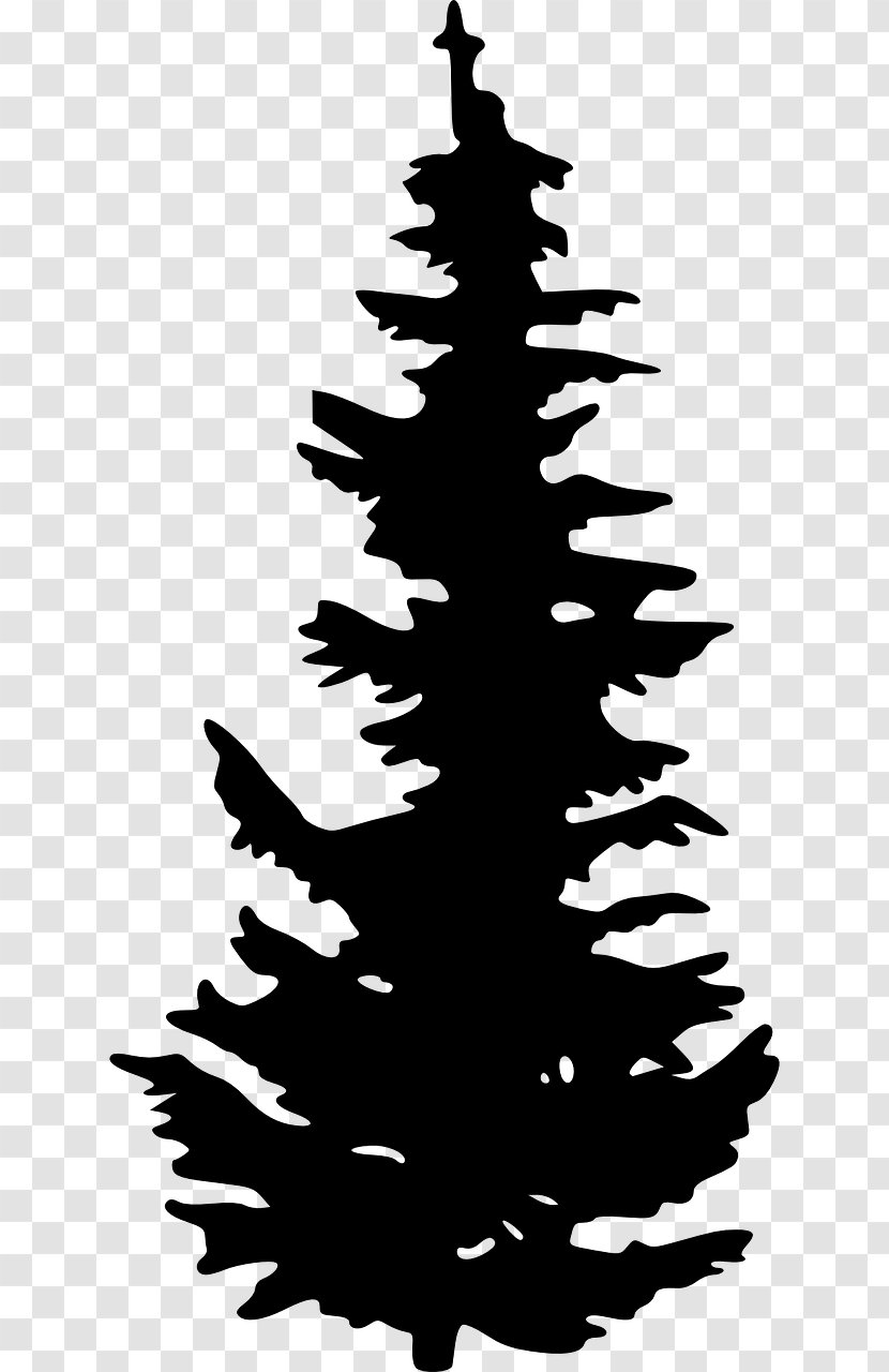 Evergreen Silhouette Tree Pine Clip Art - Conifers Transparent PNG