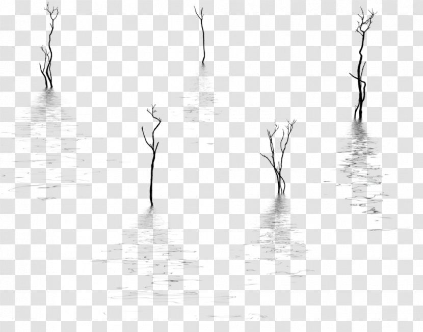 Monochrome Photography Tree - Branching - Reflection Transparent PNG